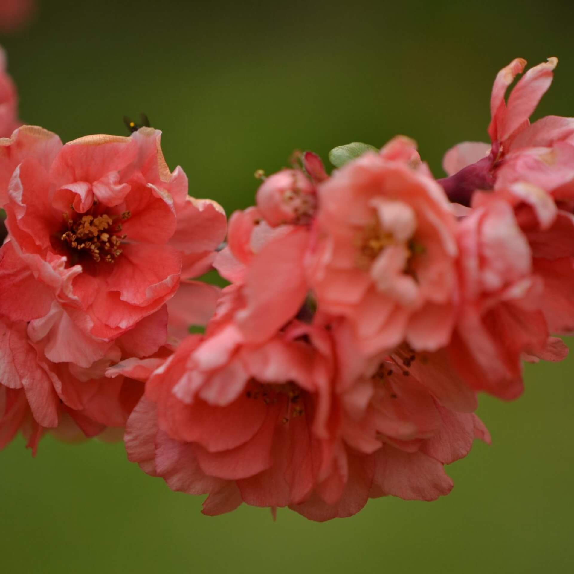 Chinesische Scheinquitte 'Falconnet Charlet' (Chaenomeles speciosa 'Falconnet Charlet')