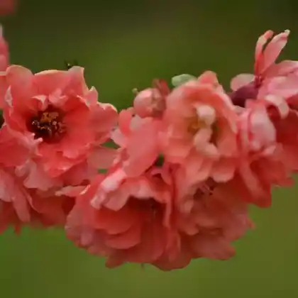 Foto von Chinesische Scheinquitte 'Falconnet Charlet' (Chaenomeles speciosa 'Falconnet Charlet')