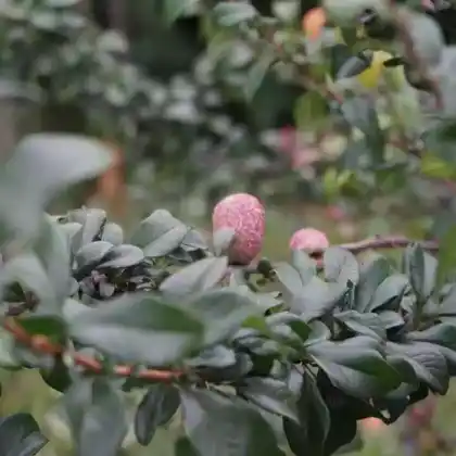 Foto von Zierquitte 'Friesdorfer Typ 205' (Chaenomeles speciosa 'Friesdorfer Typ 205')