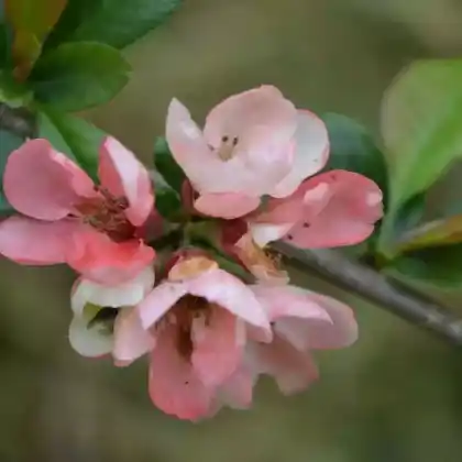 Foto von Zierquitte 'Moerloosei' (Chaenomeles speciosa 'Moerloosei')