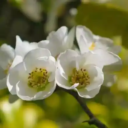 Foto von Zierquitte 'Nivalis' (Chaenomeles speciosa 'Nivalis')