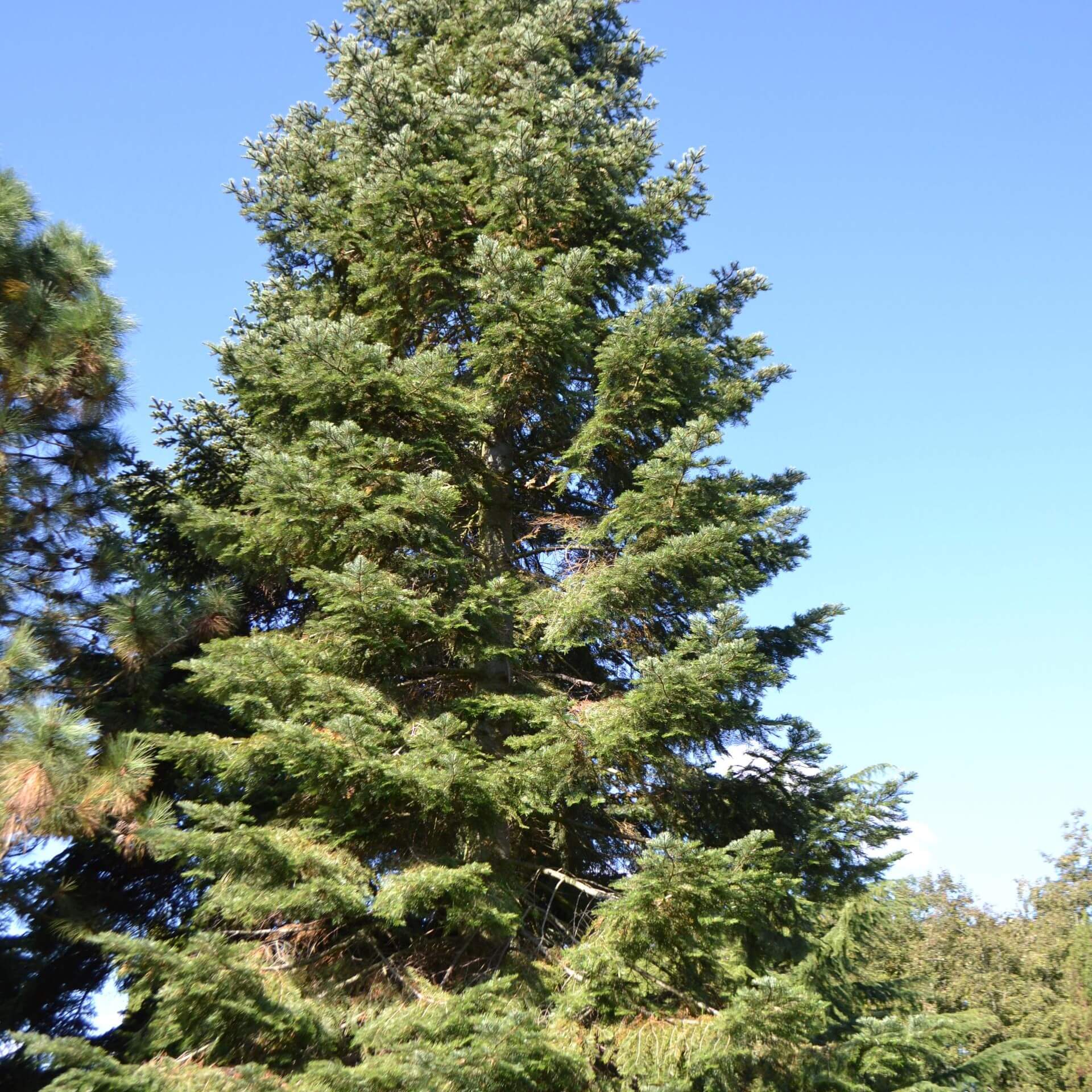 Küsten-Tanne (Abies grandis)