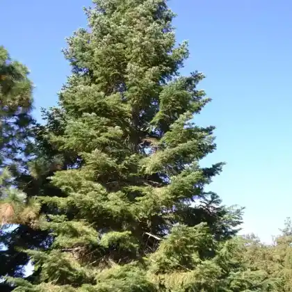 Foto von Küsten-Tanne (Abies grandis)