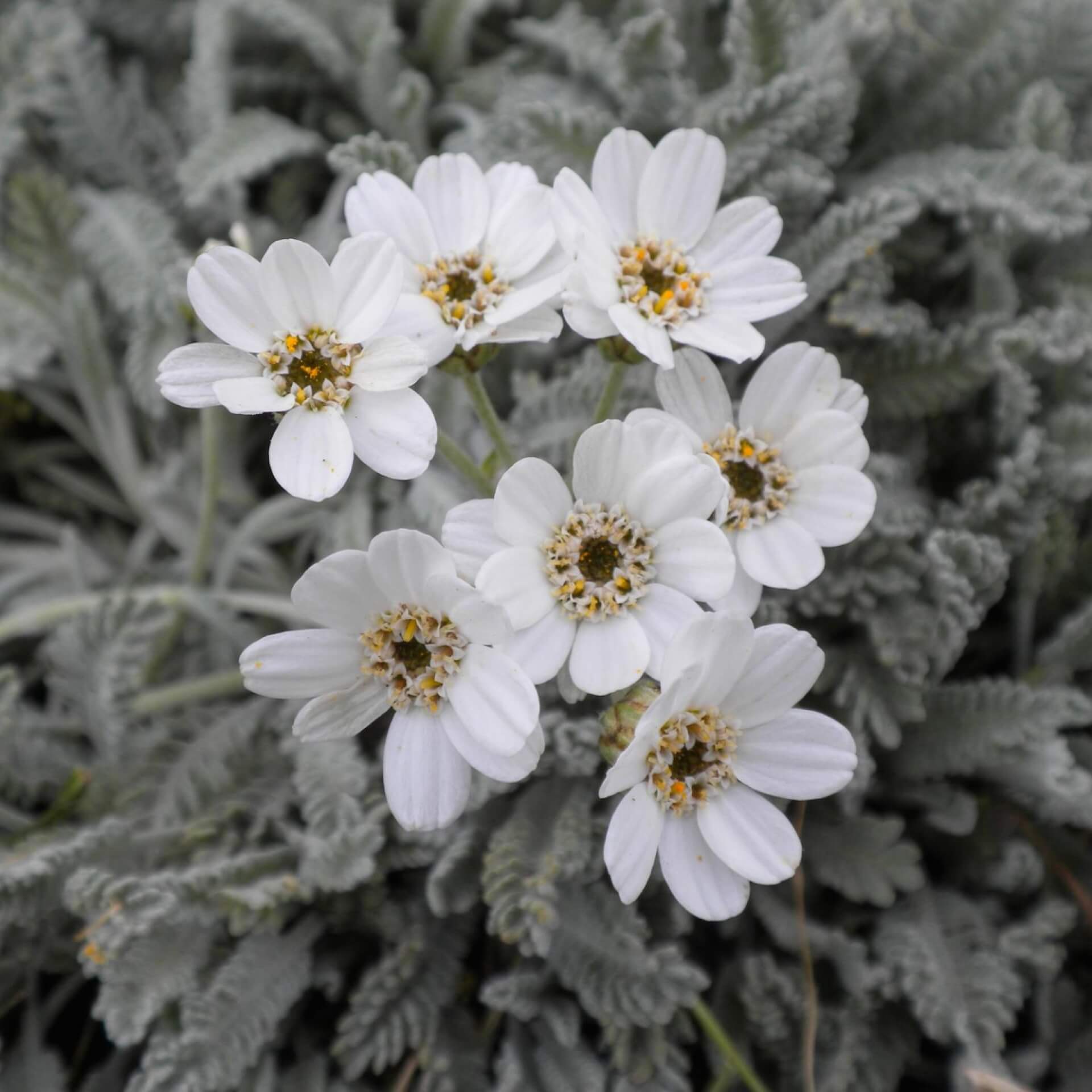 Griechische Silber-Garbe (Achillea umbellata)