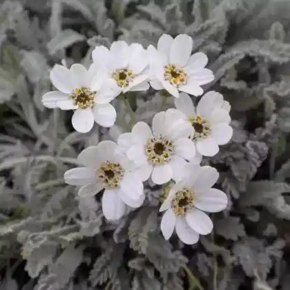 Foto von Griechische Silber-Garbe (Achillea umbellata)