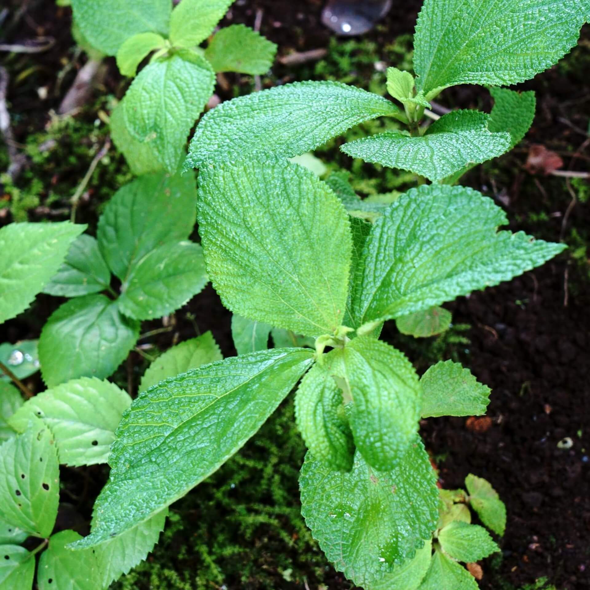 Zweilappige Ramie (Boehmeria biloba)