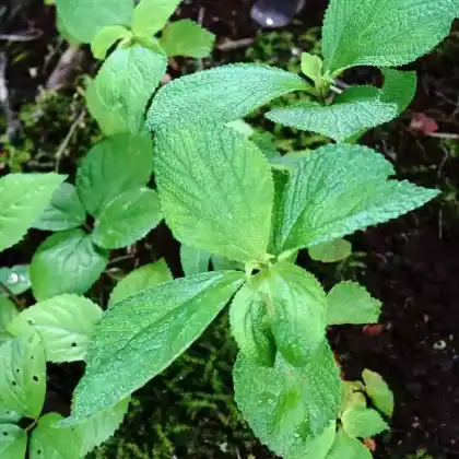 Foto von Zweilappige Ramie (Boehmeria biloba)