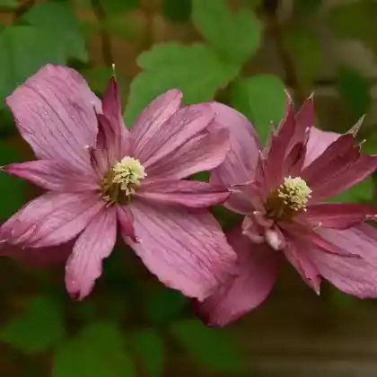 Foto von Berg-Waldrebe 'Brougthon Star' (Clematis montana 'Broughton Star')