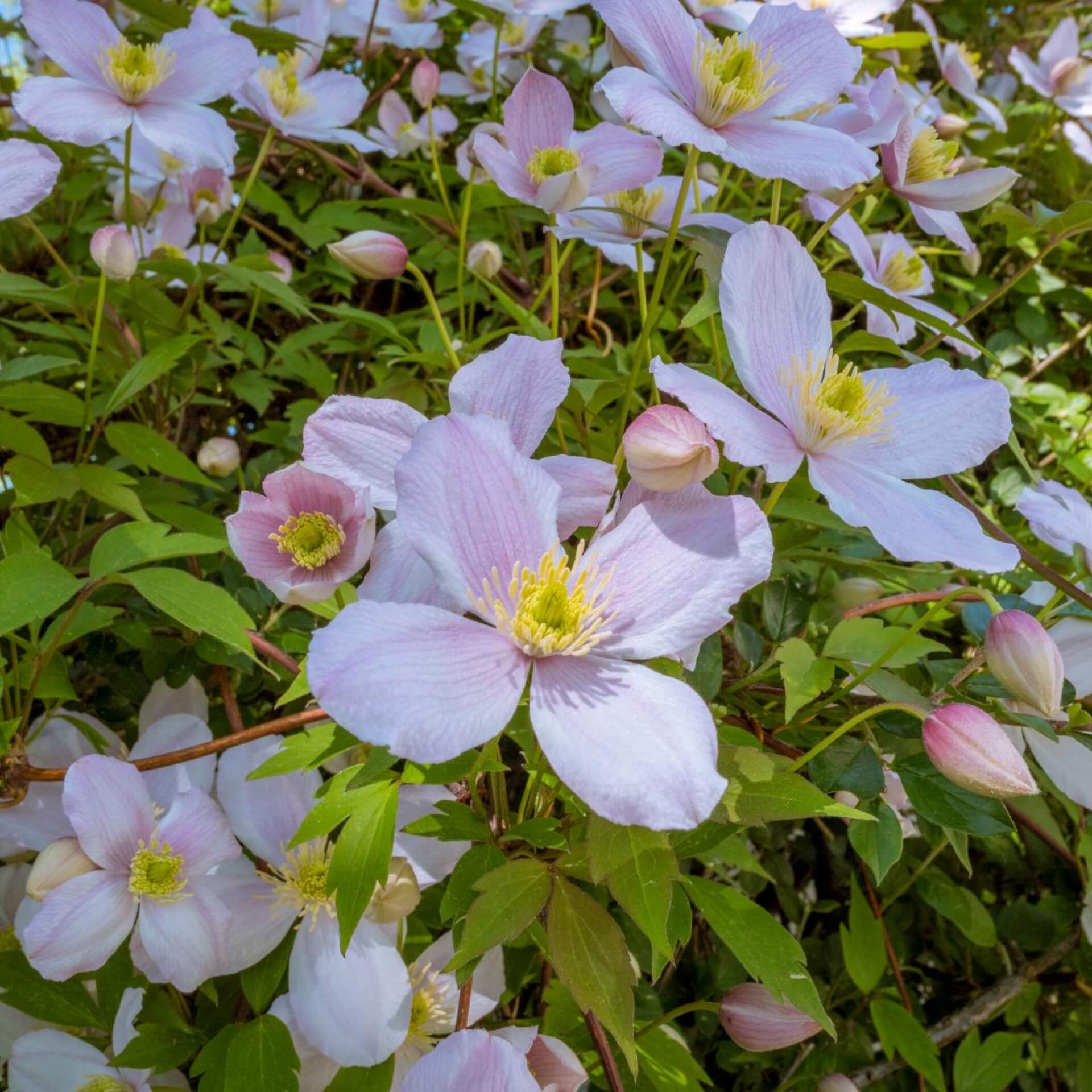 Berg-Waldrebe 'Elizabeth' (Clematis montana 'Elizabeth')