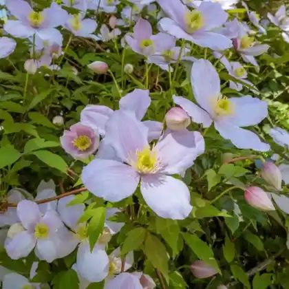 Foto von Berg-Waldrebe 'Elizabeth' (Clematis montana 'Elizabeth')