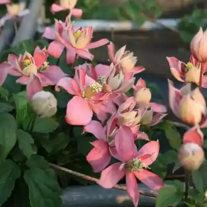 Foto von Berg-Waldrebe 'Marjorie' (Clematis montana 'Marjorie')