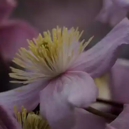 Foto von Berg-Waldrebe 'Mayleen' (Clematis montana 'Mayleen')