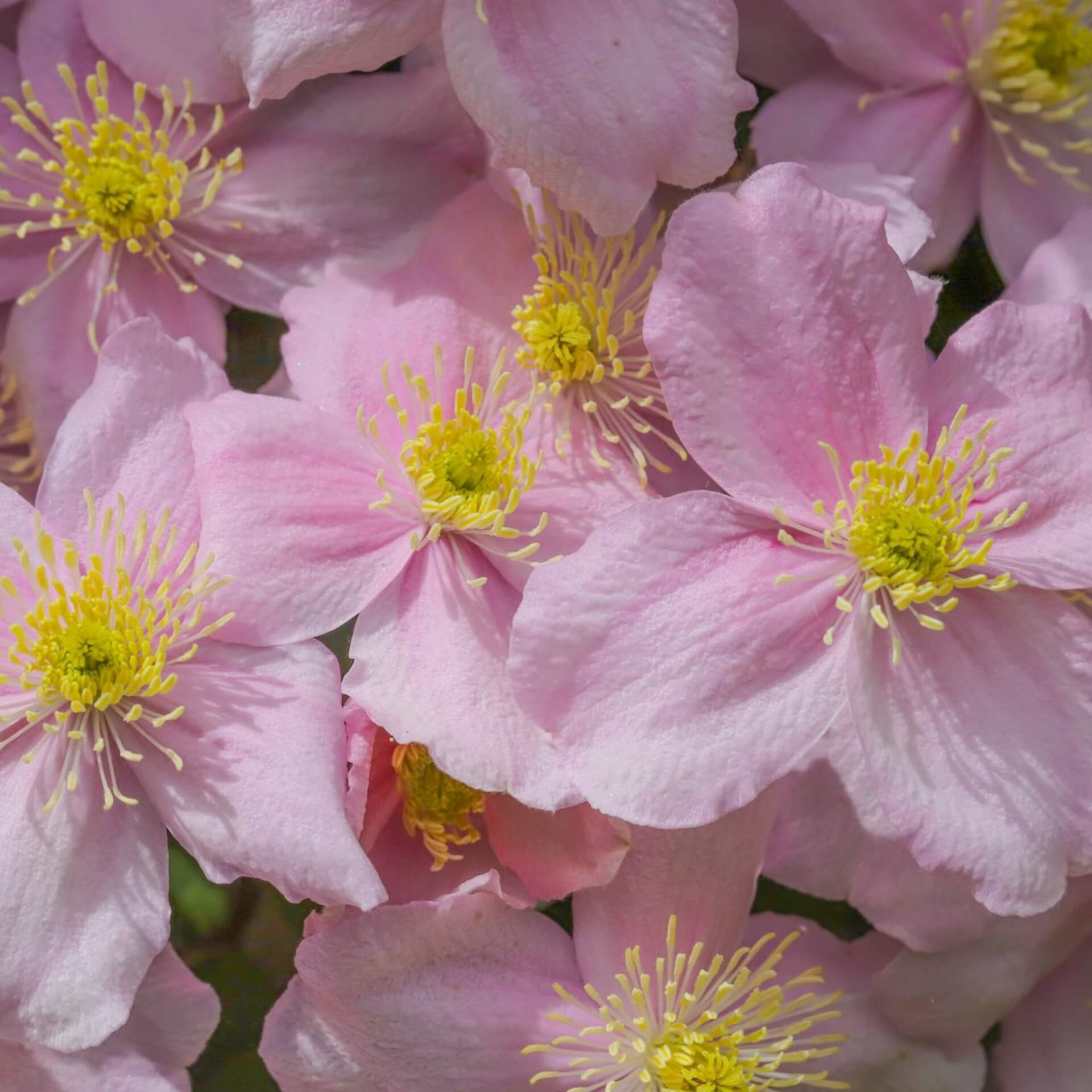 Berg-Waldrebe 'Pink Perfection' (Clematis montana 'Pink Perfection')