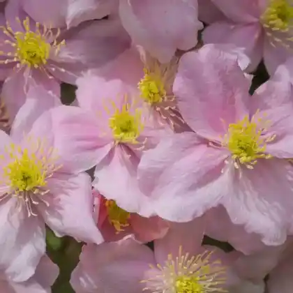Foto von Berg-Waldrebe 'Pink Perfection' (Clematis montana 'Pink Perfection')
