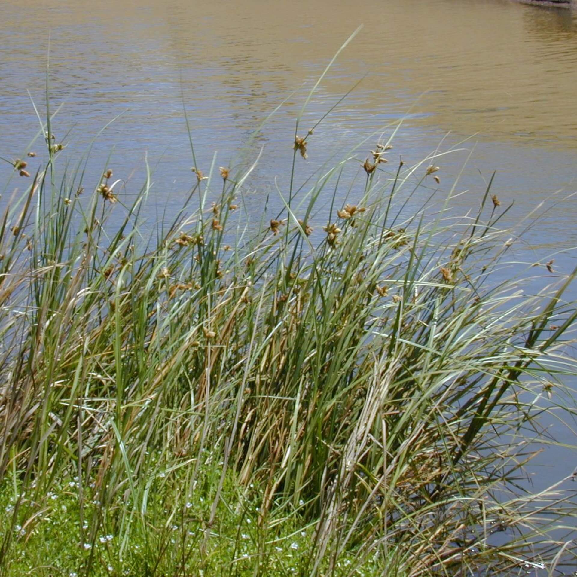 Gewöhnliche Strandsimse (Bolboschoenus maritimus)