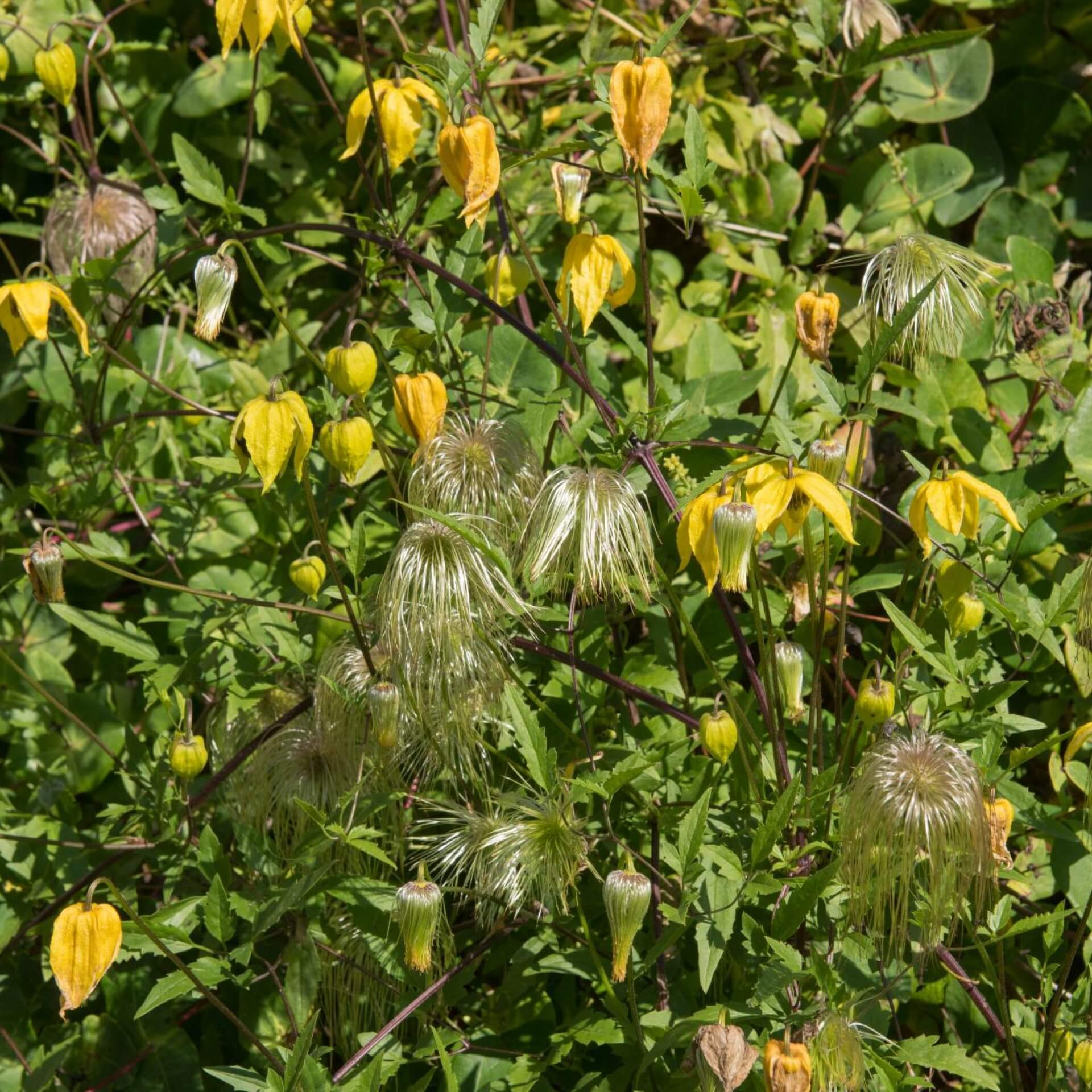 Clematis 'Bill MacKenzie' (Clematis tangutica 'Bill MacKenzie')