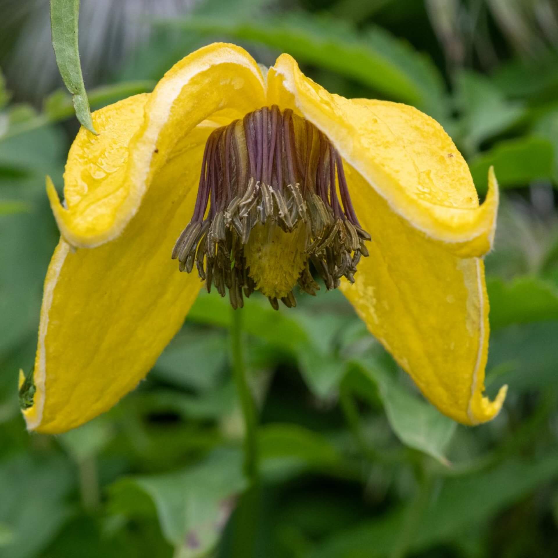 Clematis 'Golden Tiara' (Clematis tangutica 'Golden Tiara')