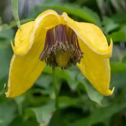 Foto von Clematis 'Golden Tiara' (Clematis tangutica 'Golden Tiara')