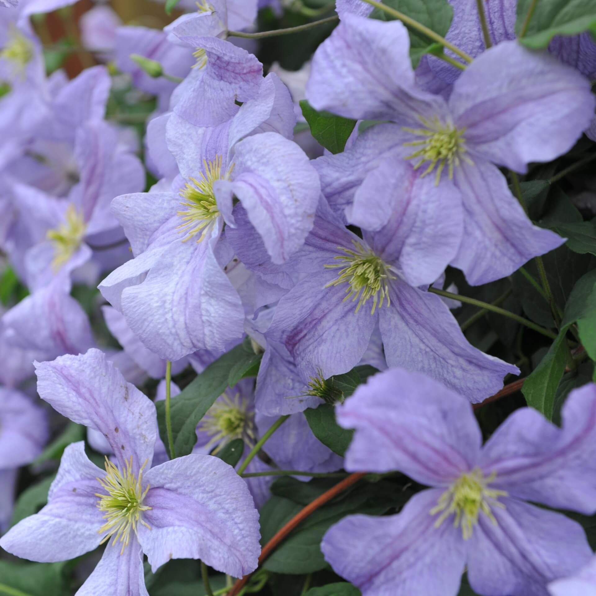 Italienische Waldrebe 'Emilia Plater' (Clematis viticella 'Emilia Plater')