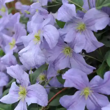 Foto von Italienische Waldrebe 'Emilia Plater' (Clematis viticella 'Emilia Plater')