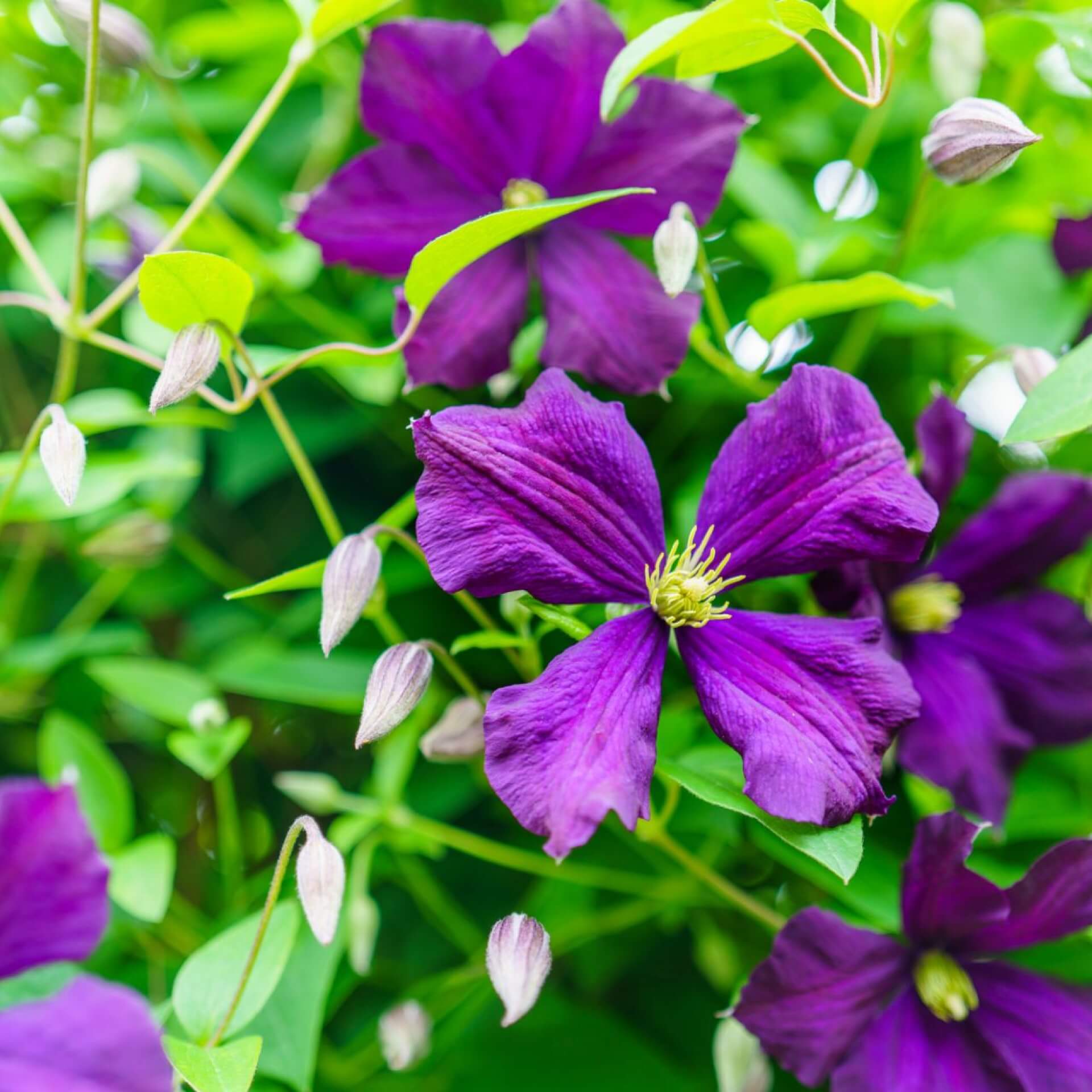 Clematis 'Etoile Violett' (Clematis viticella 'Etoile Violett')