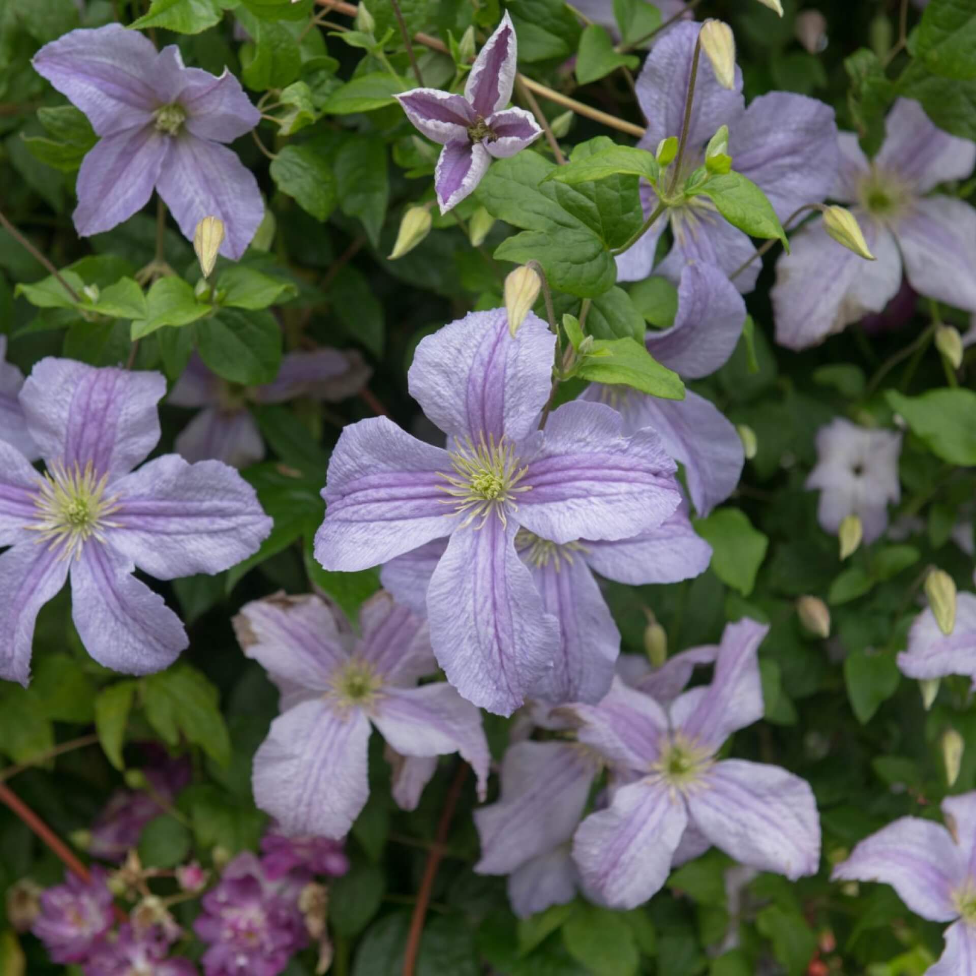 Clematis 'Kermesina' (Clematis viticella 'Kermesina')