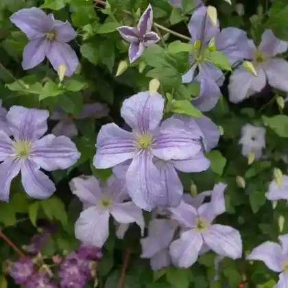 Foto von Clematis 'Kermesina' (Clematis viticella 'Kermesina')