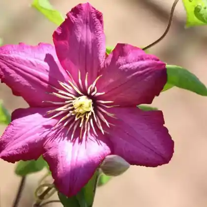 Foto von Clematis 'Madame Julia Correvon' (Clematis viticella 'Madame Julia Correvon')