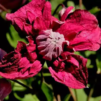 Foto von Clematis 'Purpurea Plena Elegans' (Clematis viticella 'Purpurea Plena Elegans')