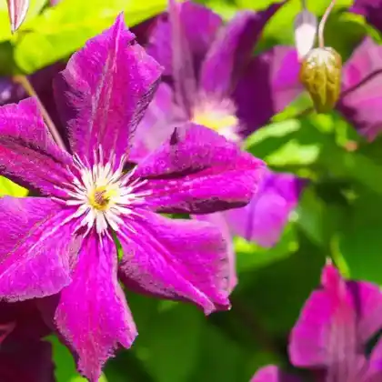 Foto von Clematis 'Royal Velours' (Clematis viticella 'Royal Velours')