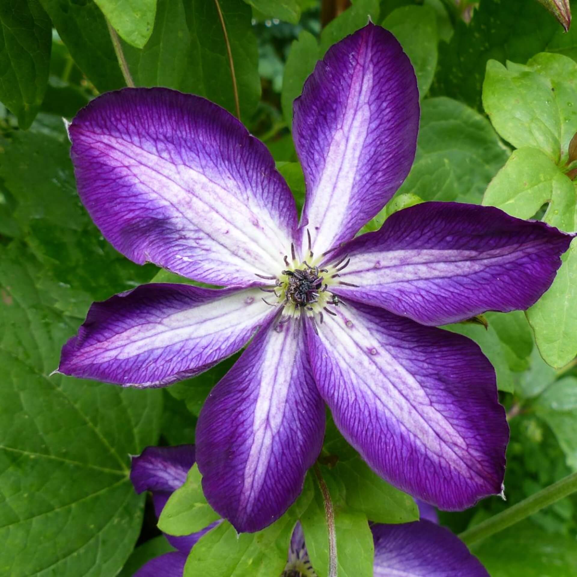 Clematis 'Venosa Violacea' (Clematis viticella 'Venosa Violacea')