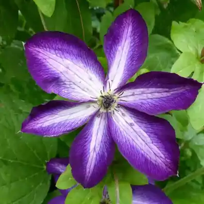 Foto von Clematis 'Venosa Violacea' (Clematis viticella 'Venosa Violacea')