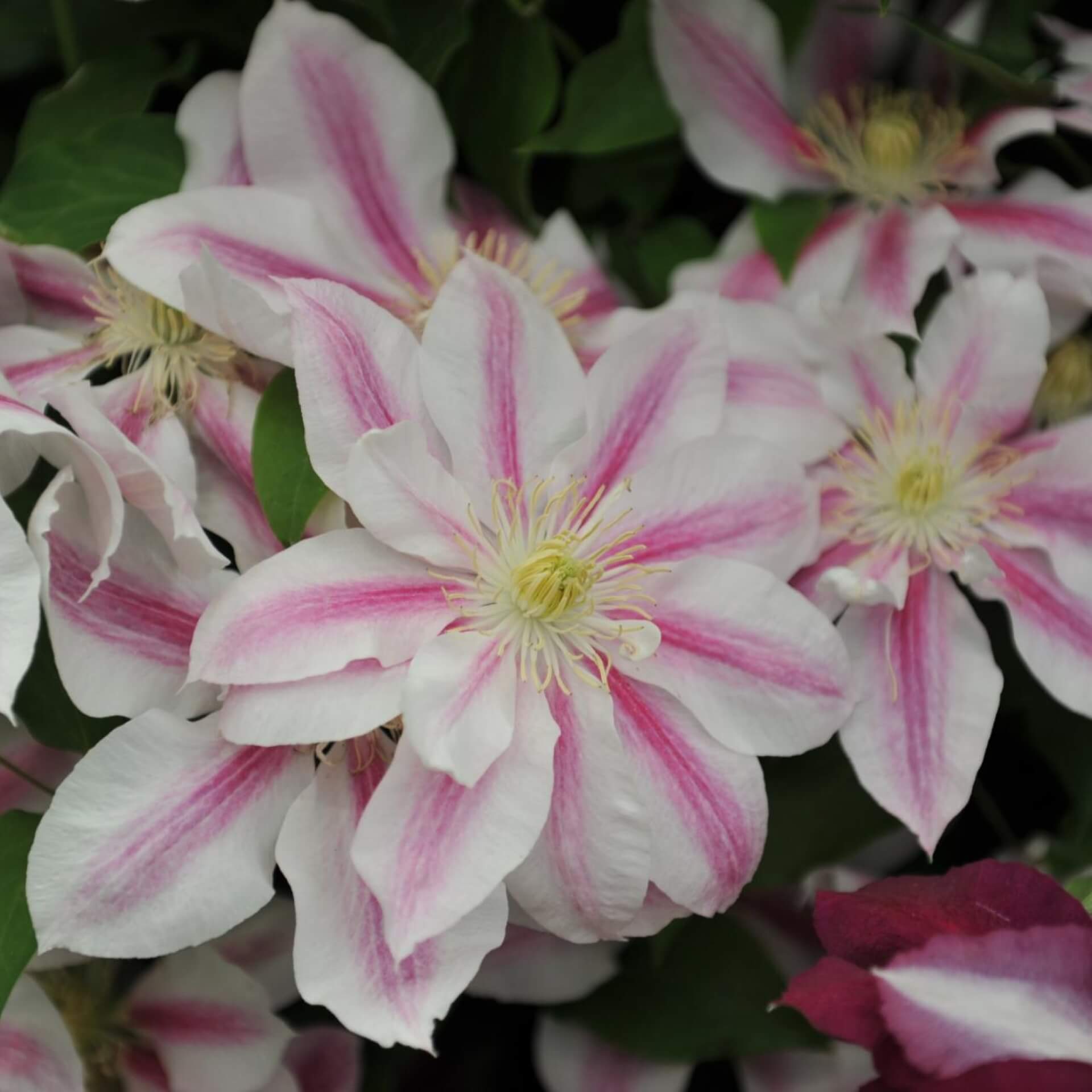 Clematis 'Andromeda' (Clematis 'Andromeda')