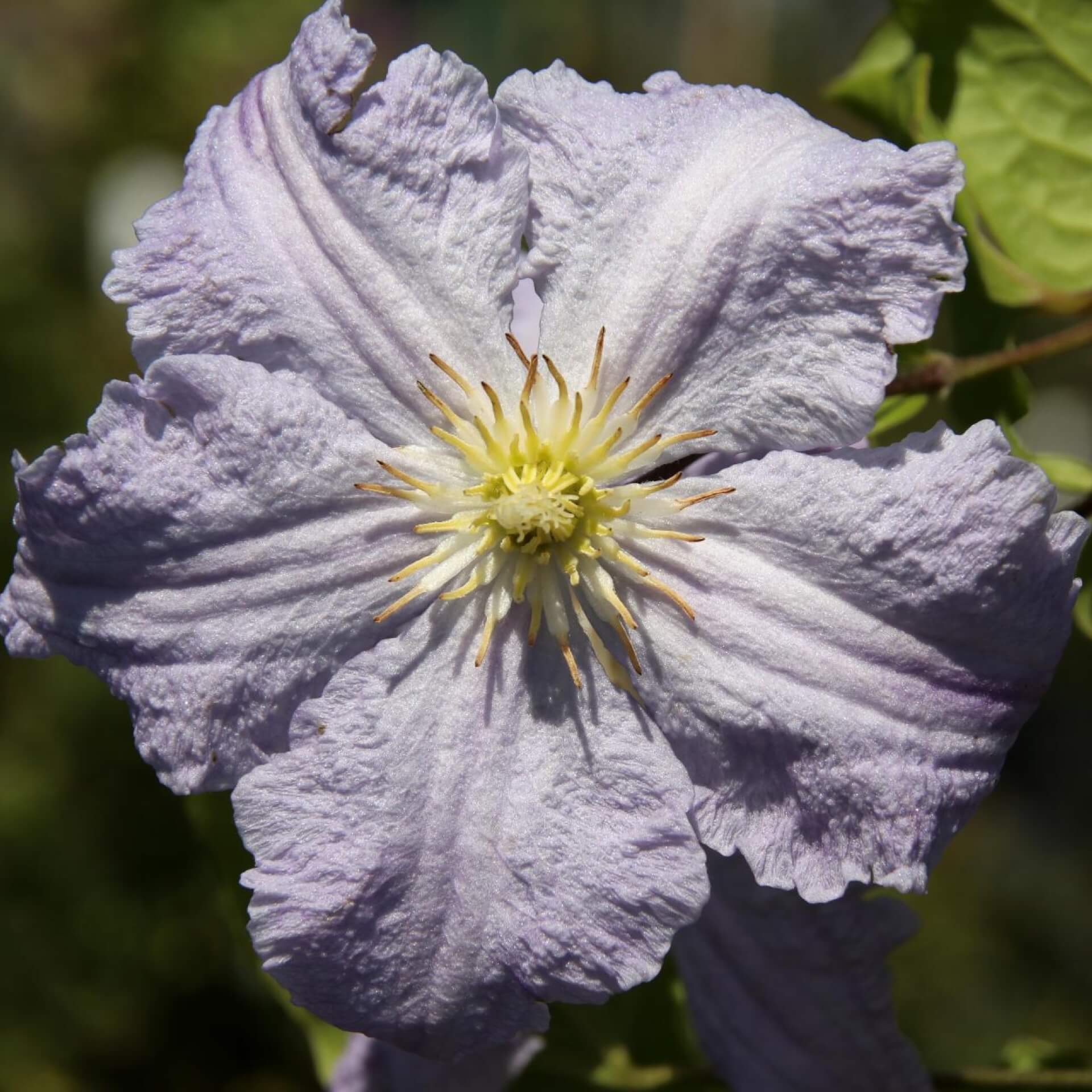 Clematis 'Blue Angel' (Clematis viticella 'Blue Angel')