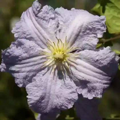 Foto von Clematis 'Blue Angel' (Clematis viticella 'Blue Angel')