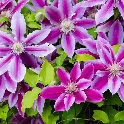 Foto von Clematis 'Dr. Ruppel' (Clematis 'Dr.Ruppel')