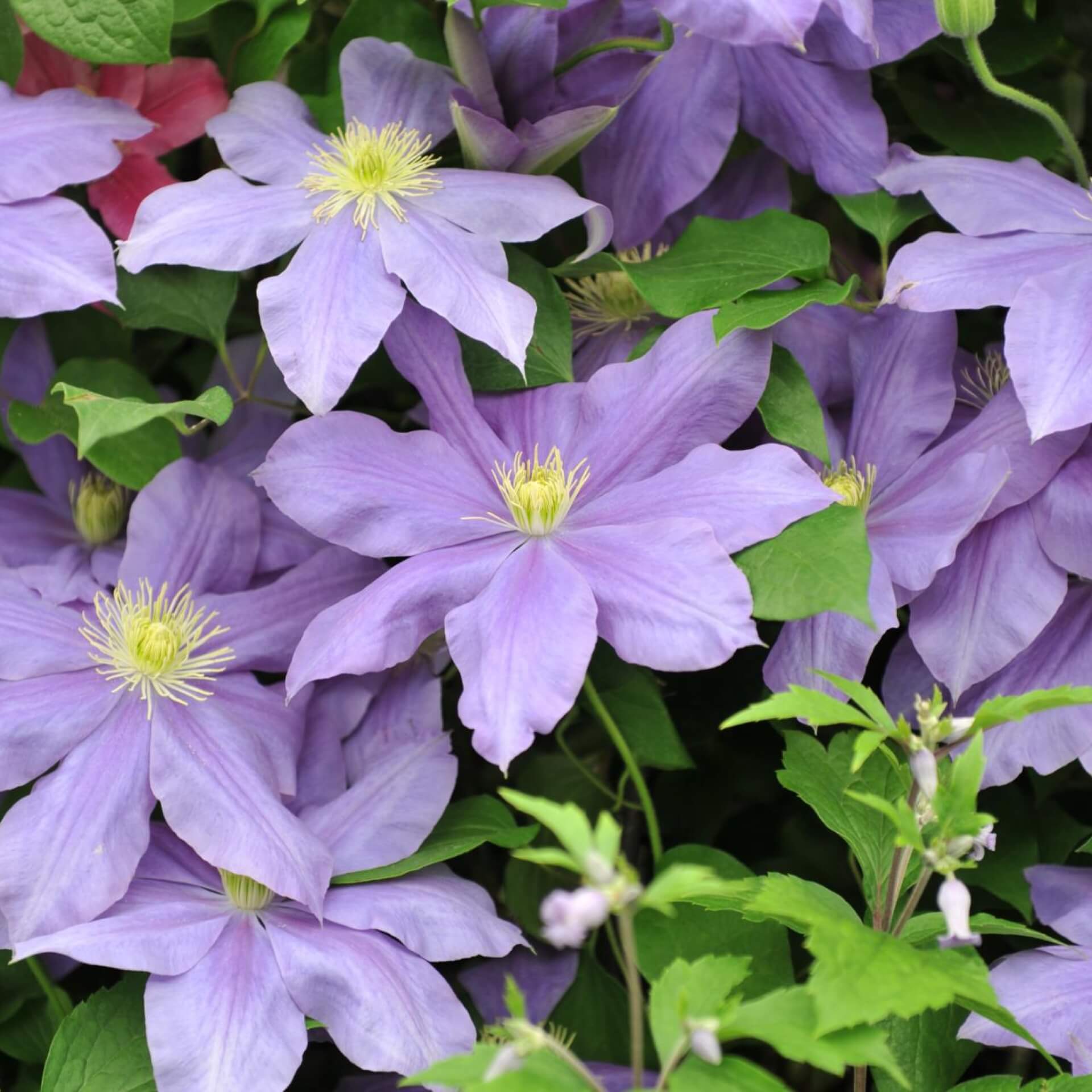 Clematis 'Fujimusume' (Clematis 'Fujimusume')