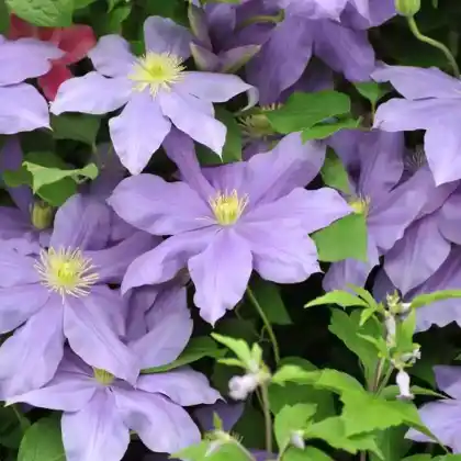 Foto von Clematis 'Fujimusume' (Clematis 'Fujimusume')