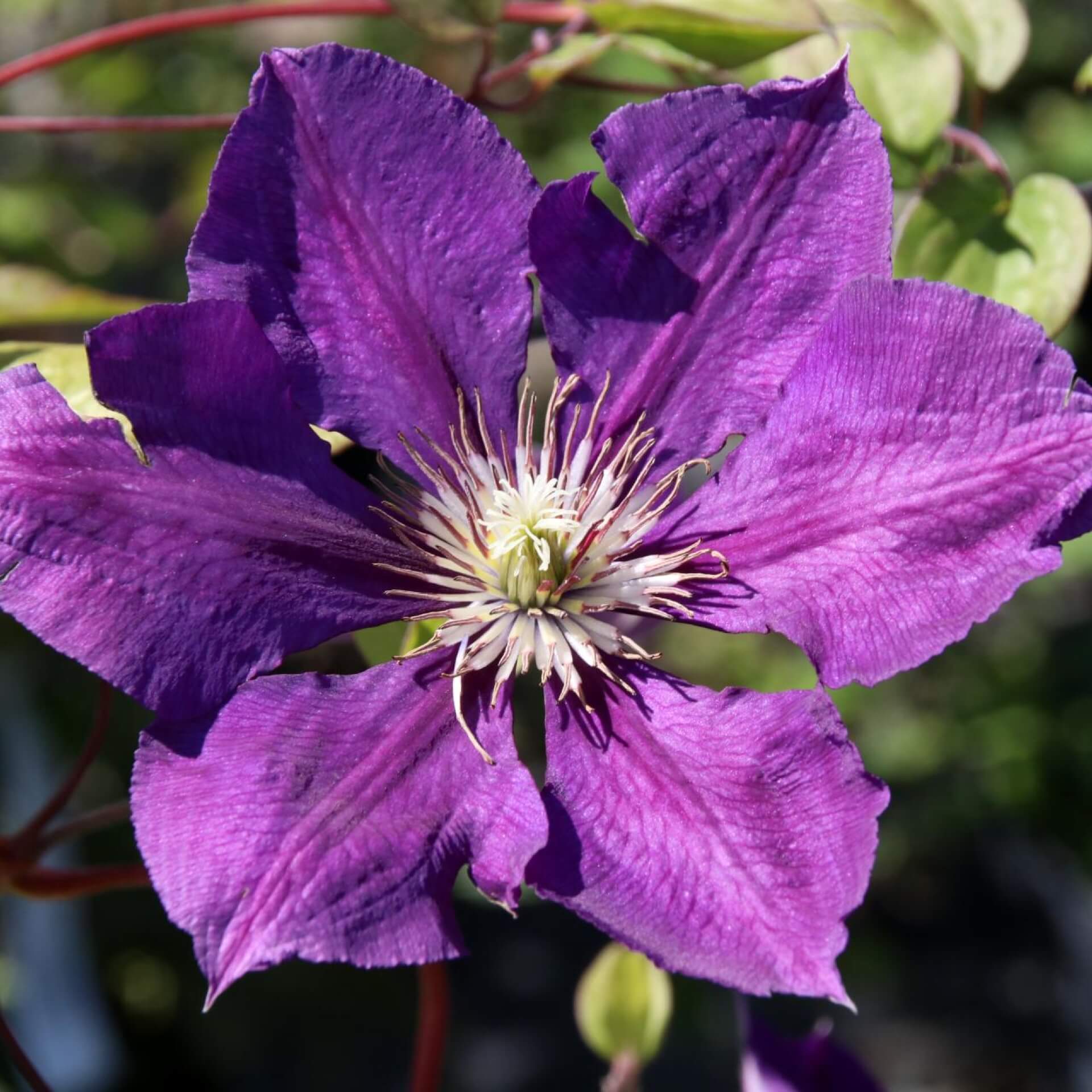 Clematis 'Gipsy Queen' (Clematis 'Gipsy Queen')