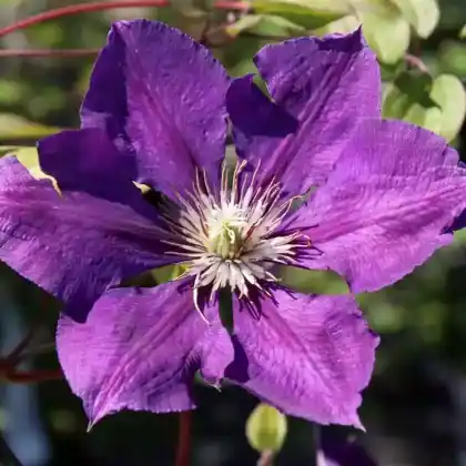 Foto von Clematis 'Gipsy Queen' (Clematis 'Gipsy Queen')