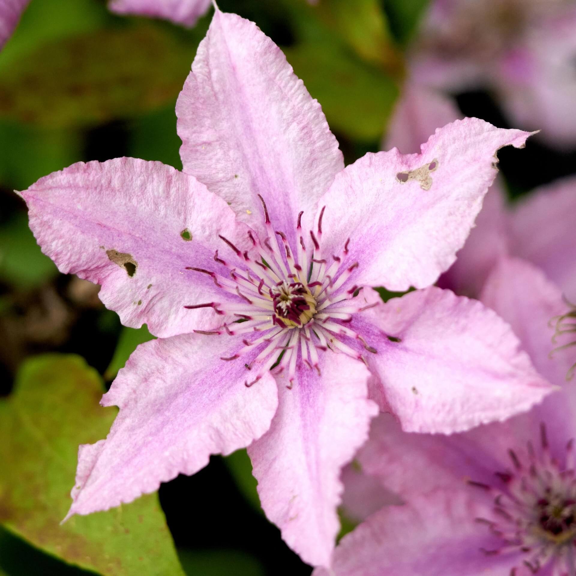 Clematis 'Hagley Hybrid' (Clematis 'Hagley Hybrid')