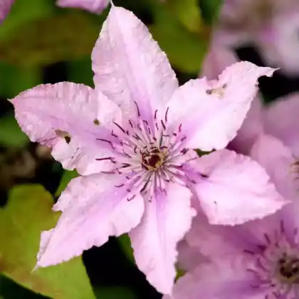 Foto von Clematis 'Hagley Hybrid' (Clematis 'Hagley Hybrid')