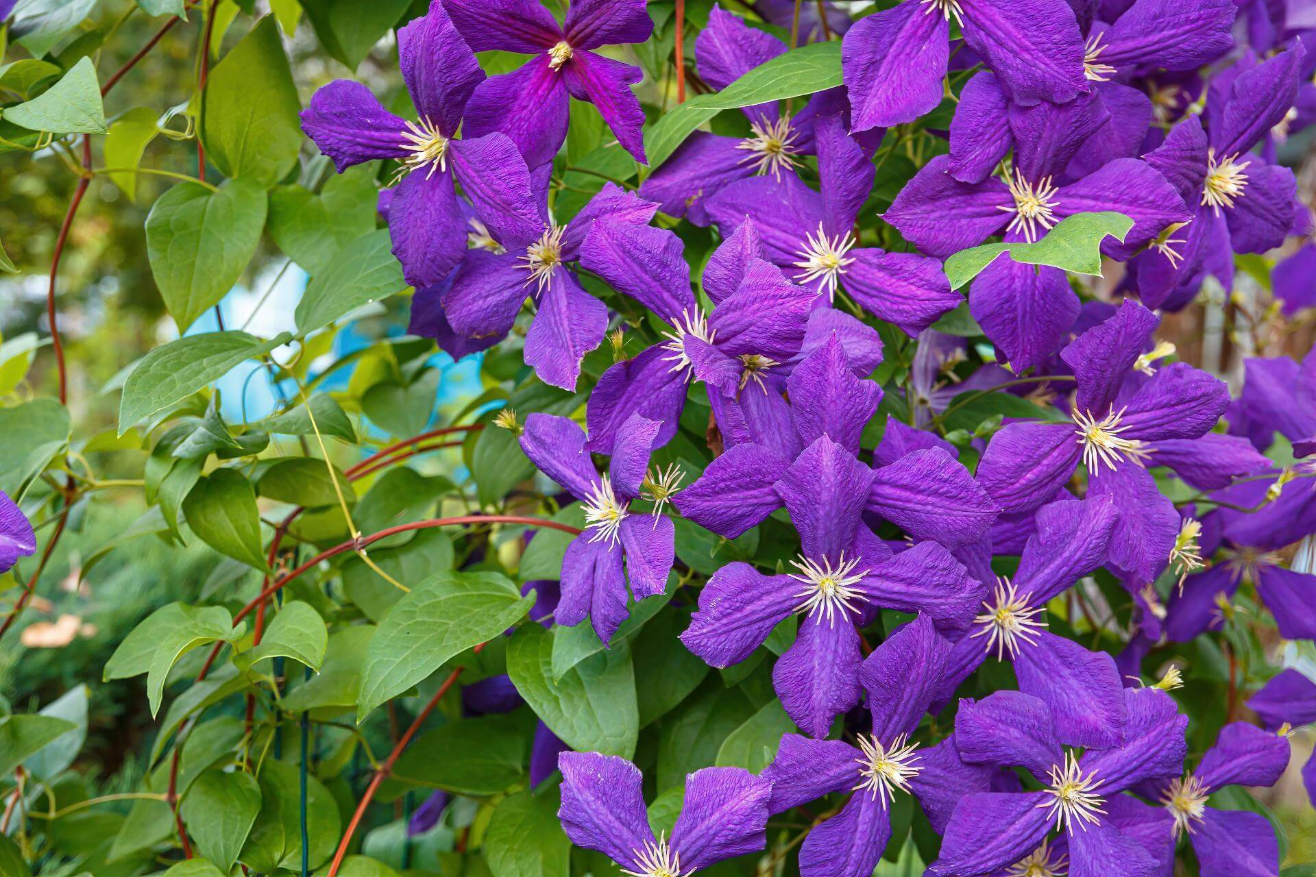 Clematis Jackmanii / Clematis x jackmanii
