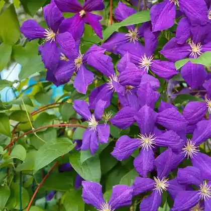 Foto von Clematis Jackmanii (Clematis x jackmanii)