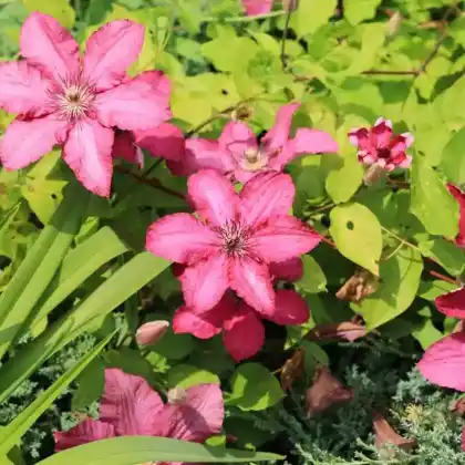 Foto von Clematis 'Kardinal Wyszynski' (Clematis 'Kardinal Wyszynski')