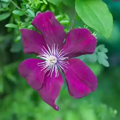 Foto von Clematis 'Lasurstern' (Clematis ' Lasurstern')