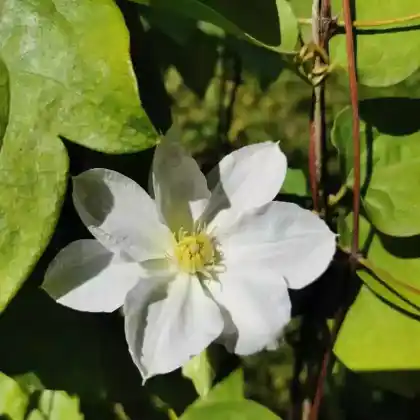 Foto von Clematis 'Marie Boisselot' (Clematis 'Marie Boisselot')