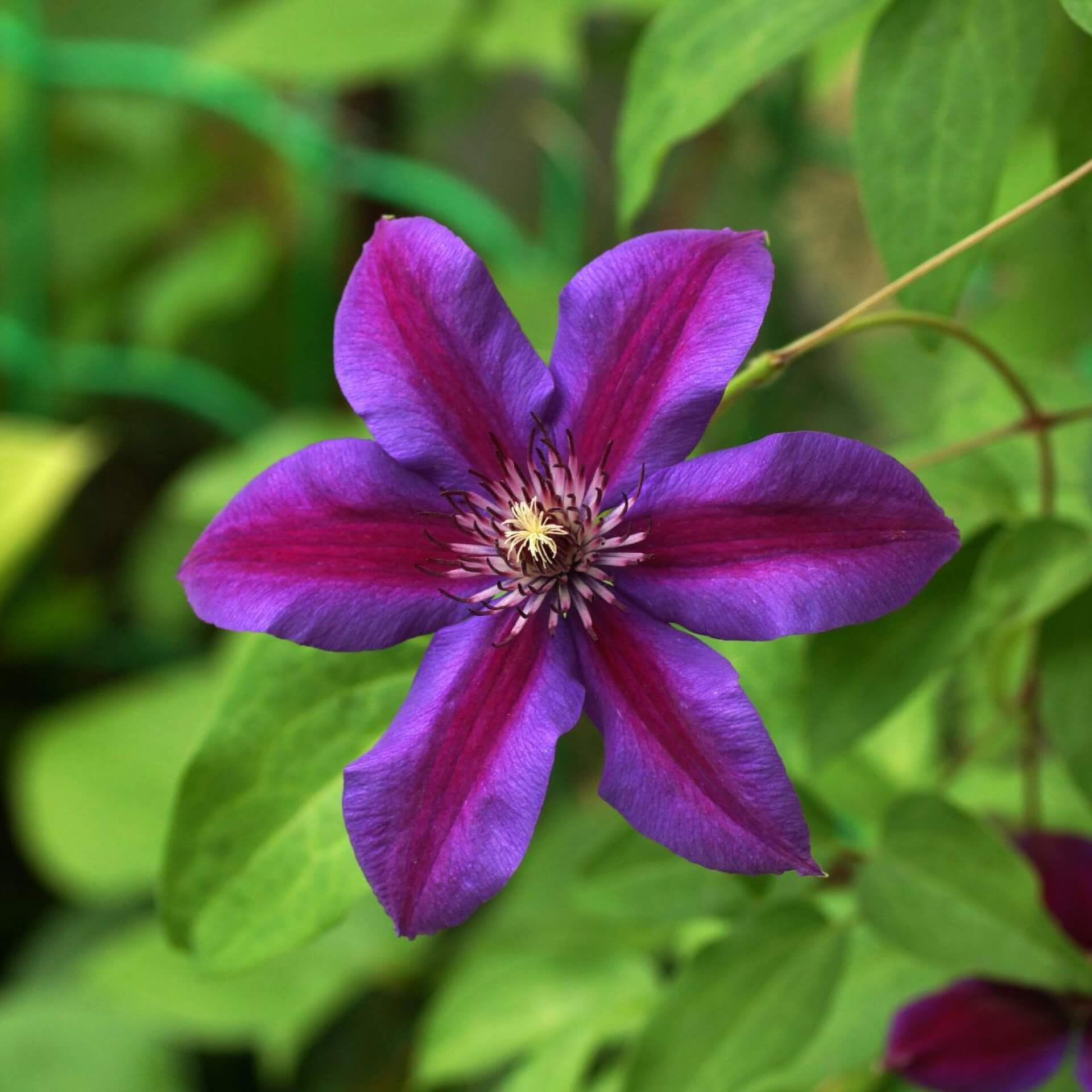 Clematis 'Mrs.N.Thompson' (Clematis 'Mrs.N.Thompson')