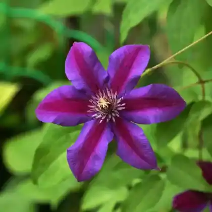 Foto von Clematis 'Mrs.N.Thompson' (Clematis 'Mrs.N.Thompson')