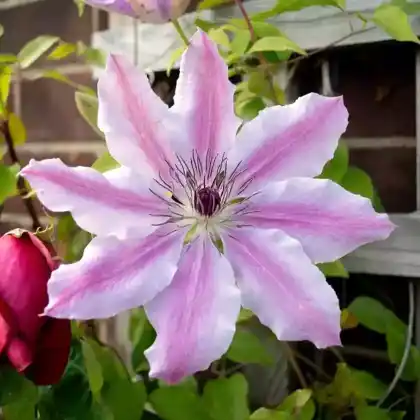 Foto von Clematis 'Nelly Moser' (Clematis 'Nelly Moser ')